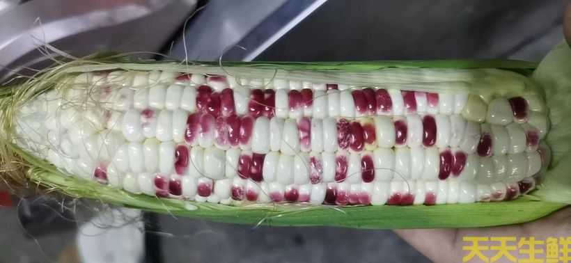 广州农产品配送告诉你,常见玉米的品种有哪些?(图4) 广州农产品配送告诉你,常见玉米的品种有哪些?(图4)