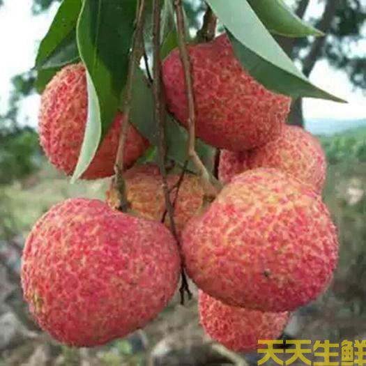 荔枝的品种有哪些?广州蔬菜配送公司科普(图5) 荔枝的品种有哪些?广州蔬菜配送公司科普(图5)