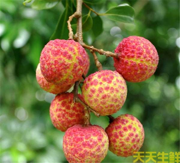 荔枝的品种有哪些?广州蔬菜配送公司科普(图8) 荔枝的品种有哪些?广州蔬菜配送公司科普(图8)